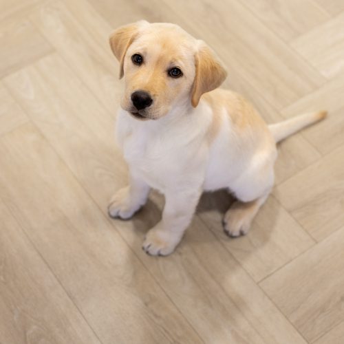 Zijn vinyl vloeren veilig voor honden?